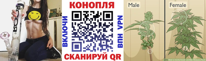 Конопля Ganja  сколько стоит  Мглин 
